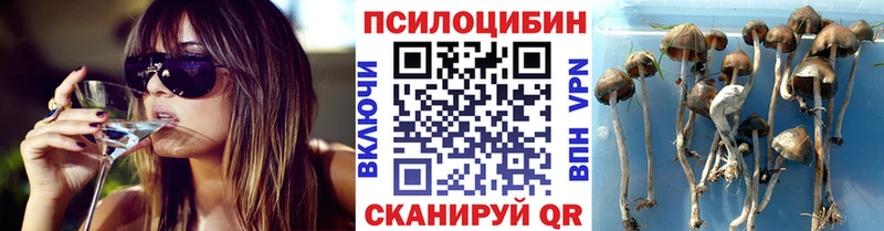 блэк спрут ТОР  дарнет шоп  Таштагол  Псилоцибиновые грибы Psilocybine cubensis 